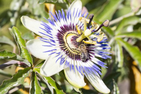 Foto de Hermosa flor azul en el jardín - Imagen libre de derechos