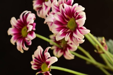 Téléchargez les photos : Beaux chrysanthèmes, fleurs, vue rapprochée - en image libre de droit