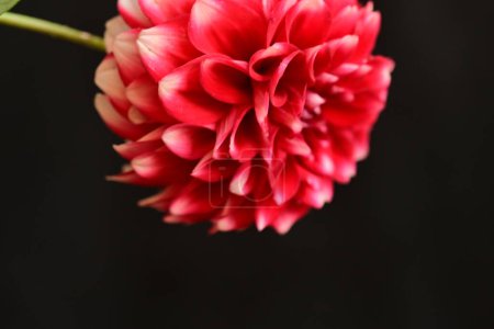 Foto de Hermosa flor brillante, vista de cerca - Imagen libre de derechos