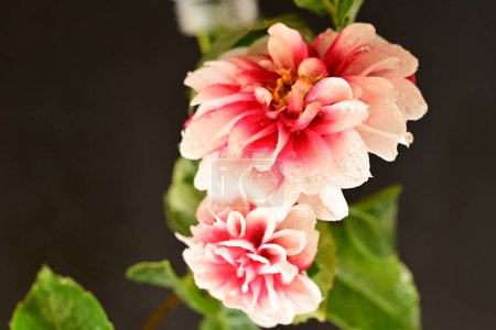 Foto de Hermosas flores en el jardín - Imagen libre de derechos