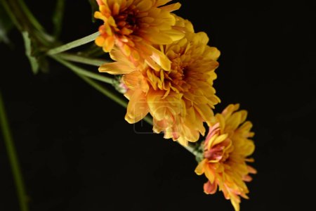 Photo for Yellow chrysanthemums, close up - Royalty Free Image