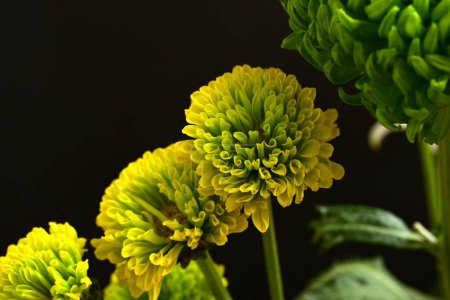 Foto de Hermosos crisantemos, flores, vista de cerca - Imagen libre de derechos