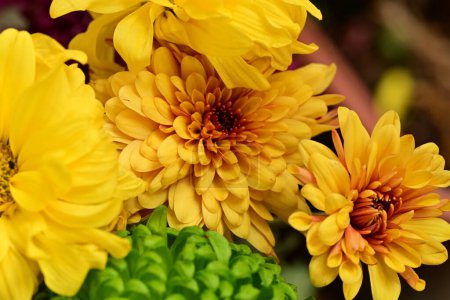 Photo for Beautiful  chrysanthemums,  flowers, close up view - Royalty Free Image