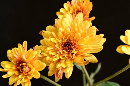 Foto de Hermosos crisantemos, flores, vista de cerca - Imagen libre de derechos