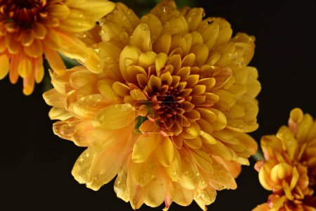 Photo for Beautiful  chrysanthemums,  flowers, close up view - Royalty Free Image