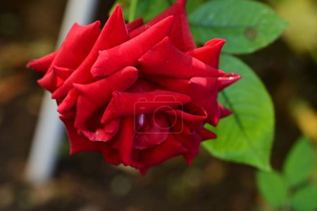 Foto de Hermosa rosa roja en el jardín - Imagen libre de derechos