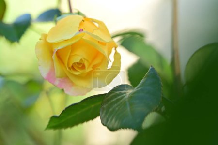 Photo for Close up view of beautiful yellow rose - Royalty Free Image