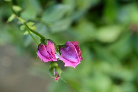 Foto de Rosas brillantes en el jardín. - Imagen libre de derechos
