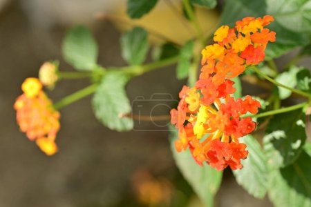 Foto de Primer plano de flores de color creciendo al aire libre - Imagen libre de derechos