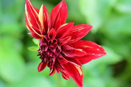 Foto de Hermosa flor roja en el jardín - Imagen libre de derechos
