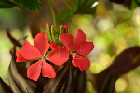 Foto de Hermosa flor roja en el jardín - Imagen libre de derechos