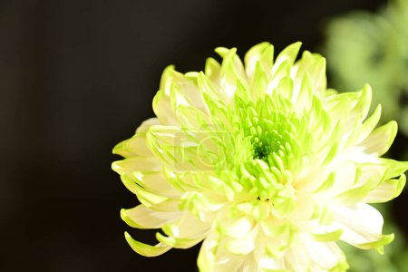 Téléchargez les photos : Belle fleur vue rapprochée - en image libre de droit