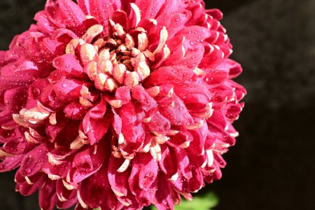 Foto de Hermosa flor de crisantemo rojo, primer plano - Imagen libre de derechos