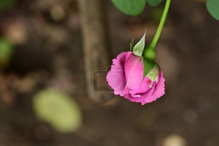 Foto de Rosa, hermoso plano botánico, fondo de pantalla natural - Imagen libre de derechos
