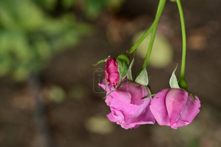 Téléchargez les photos : Belles fleurs, roses dans le jardin - en image libre de droit