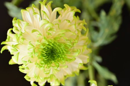 Téléchargez les photos : Fleur, beau plan botanique, fond d'écran naturel - en image libre de droit