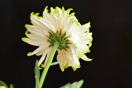 Photo for Beautiful chrysanthemum, flower close up - Royalty Free Image