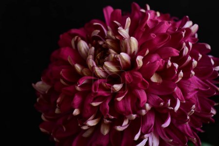 Foto de Hermoso crisantemo, flor de cerca - Imagen libre de derechos