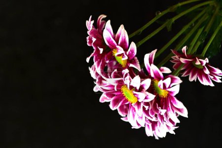 Photo for Beautiful chrysanthemums, flowers close up - Royalty Free Image