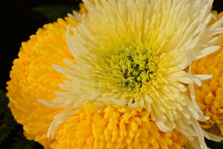 Foto de Hermosos crisantemos, flores de cerca - Imagen libre de derechos