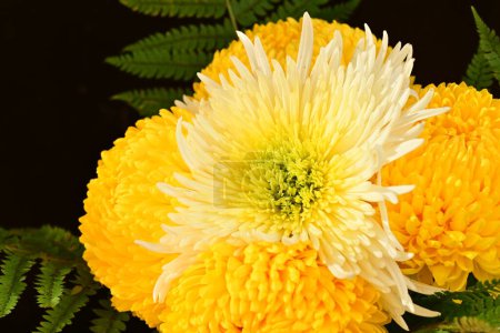 Foto de Hermosos crisantemos, flores de cerca - Imagen libre de derechos