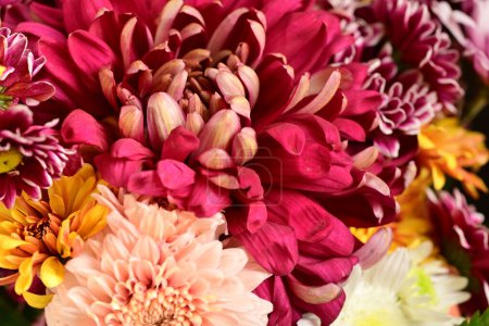 Photo for Beautiful chrysanthemums bouquet, close up - Royalty Free Image
