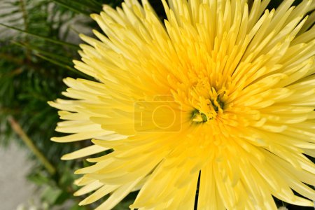 Téléchargez les photos : Beau chrysanthème, fleur gros plan - en image libre de droit