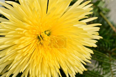Photo for Beautiful chrysanthemum, flower close up - Royalty Free Image