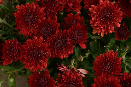 Téléchargez les photos : Belles fleurs de chrysanthème, vue rapprochée - en image libre de droit