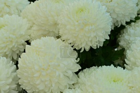 Photo for Beautiful chrysanthemums, flowers close up - Royalty Free Image