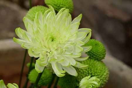 Téléchargez les photos : Beaux chrysanthèmes, fleurs gros plan - en image libre de droit