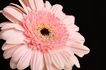 Photo for Beautiful gerbera flower on black background - Royalty Free Image