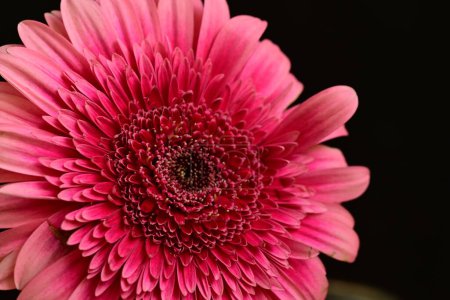 Photo for Beautiful gerbera flower on black background - Royalty Free Image