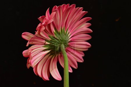 Téléchargez les photos : Belle fleur de gerbera sur fond noir - en image libre de droit