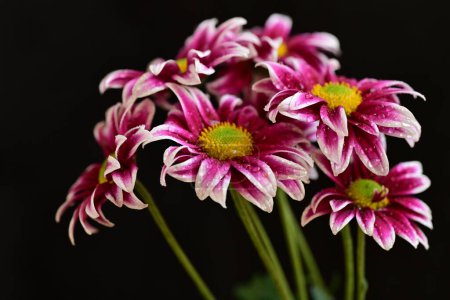 Téléchargez les photos : Beaux chrysanthèmes, fleurs gros plan - en image libre de droit