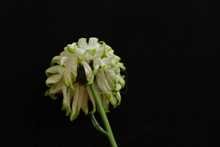 Téléchargez les photos : Belle fleur sur fond noir - en image libre de droit