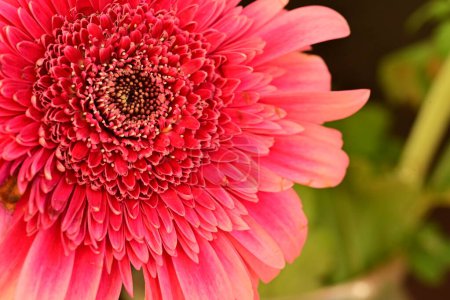 Photo for Close up of beautiful gerbera flower - Royalty Free Image