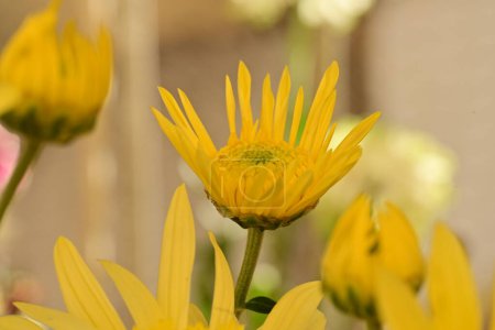 Téléchargez les photos : Gros plan de belles fleurs de chrysanthèmes - en image libre de droit
