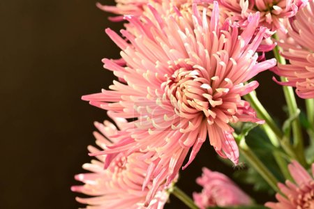 Photo for Close up of beautiful chrysanthemums flowers - Royalty Free Image
