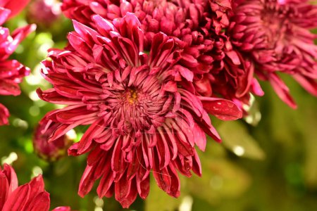Foto de Primer plano de hermosas flores de crisantemos - Imagen libre de derechos