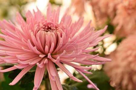 Foto de Primer plano de hermosas flores de crisantemos - Imagen libre de derechos