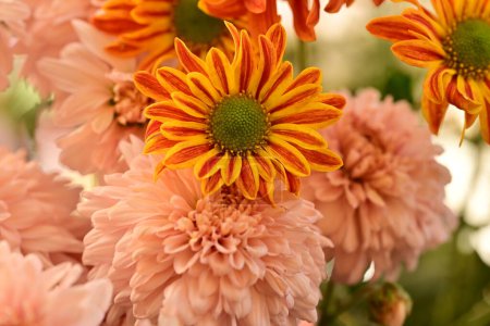 Photo for Close up of beautiful chrysanthemums flowers - Royalty Free Image
