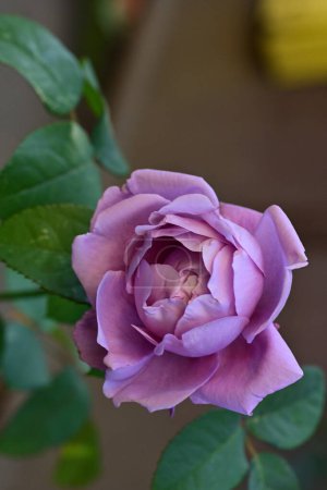 Foto de Hermosa flor, rosa en el jardín - Imagen libre de derechos