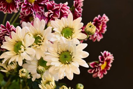Foto de Primer plano de hermosos crisantemos, flores - Imagen libre de derechos