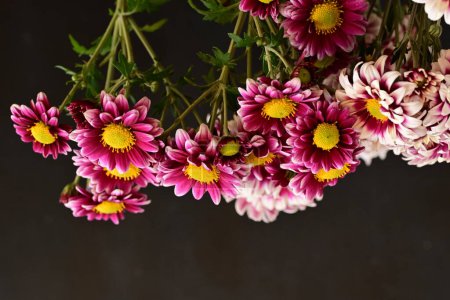 Téléchargez les photos : Gros plan de beaux chrysanthèmes, fleurs - en image libre de droit