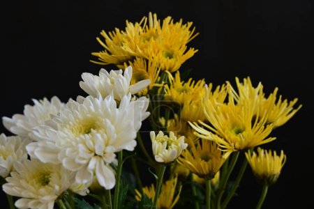 Téléchargez les photos : Gros plan de beaux chrysanthèmes, fleurs - en image libre de droit