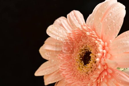Photo for Pink gerbera flower close up, macro view - Royalty Free Image