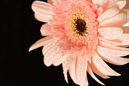 Foto de Flor de gerberas rosa de cerca, vista macro - Imagen libre de derechos