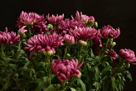 Photo for Beautiful chrysanthemum flowers on dark background, close up - Royalty Free Image