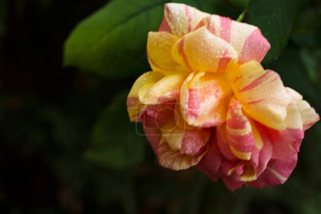 Foto de Un primer plano de la flor de rosa - Imagen libre de derechos